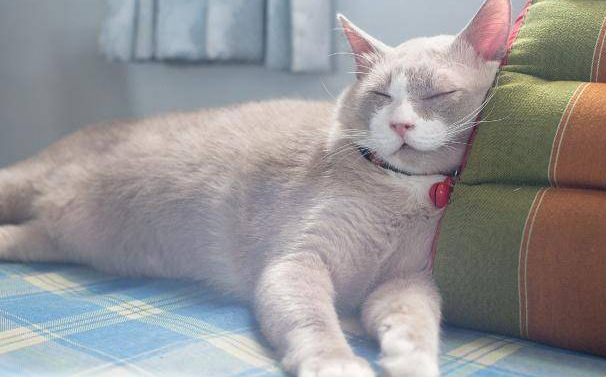 猫咪打呼噜,大概是这三个原因! 猫咪打呼噜,大概是这三个原因!