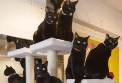 收养一窝黑猫,下班后回家一看,男主气得哭晕 收养一窝黑猫,下班后回家一看,男主气得哭晕