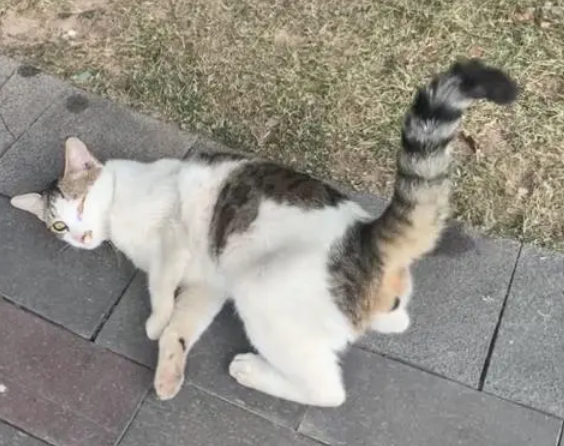 猫翘尾巴一直叫,咋回事? 猫翘尾巴一直叫,咋回事?