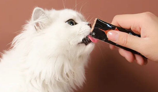 猫咪有必要吃猫条吗