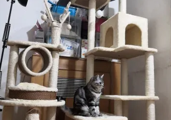 猫爬架哪个效果好