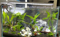 鱼缸有水草还用增氧吗