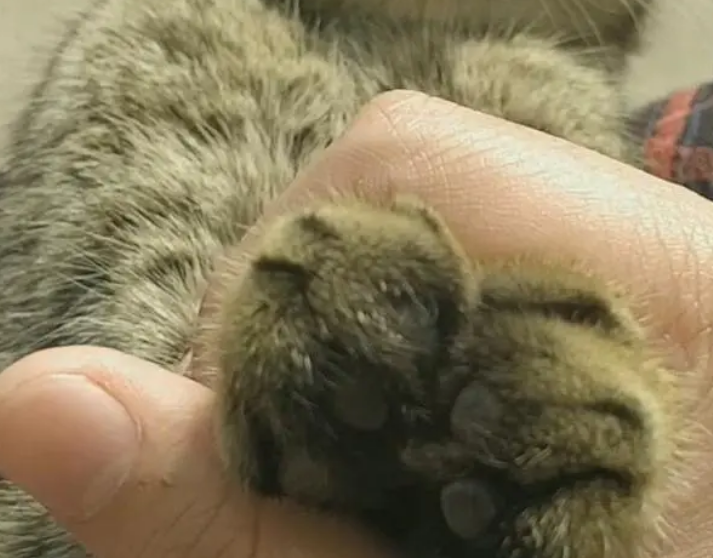 猫为什么不喜欢牵手？看完，你就知道了