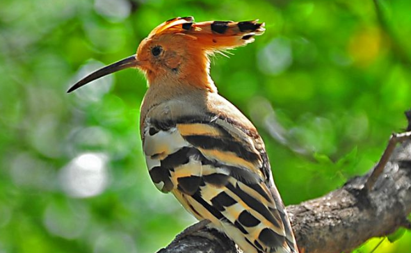 山和尚鸟会说话吗?难度很大,可以尝试