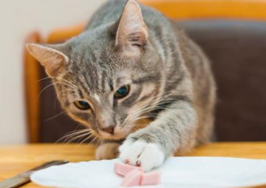 猫咪什么益生菌好 猫咪什么益生菌好