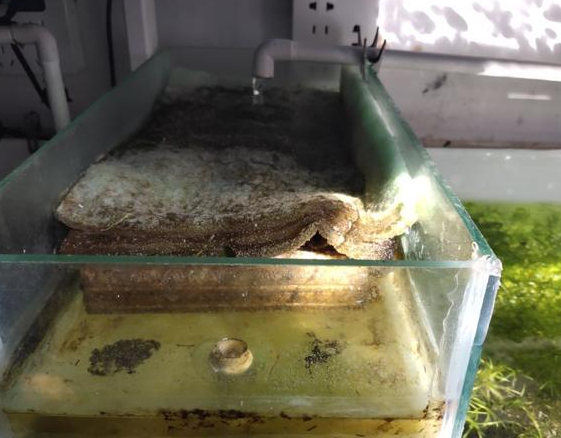 下过滤鱼缸可以养水草吗