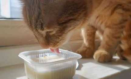 猫能吃酸奶条吗