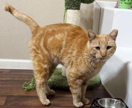 流浪猫每天都在房子外面闲逛,直到被收养 流浪猫每天都在房子外面闲逛,直到被收养