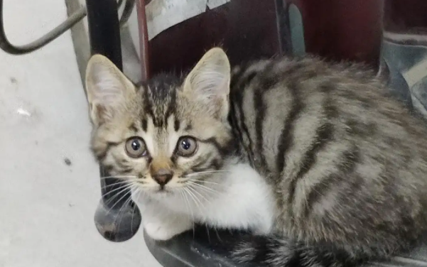 如何验证狸花猫已经认主人了?有必要了解一下! 如何验证狸花猫已经认主人了?有必要了解一下!