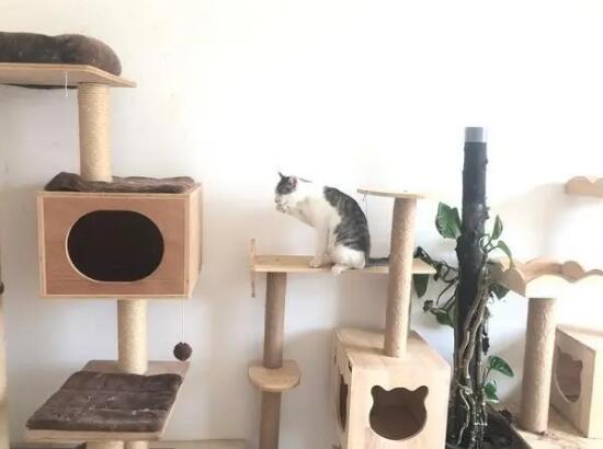 猫爬架长什么样子 猫爬架长什么样子