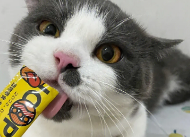 猫咪可以吃多少猫条