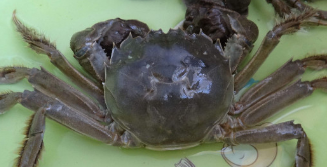 螃蟹能吃龟粮吗 螃蟹能吃龟粮吗