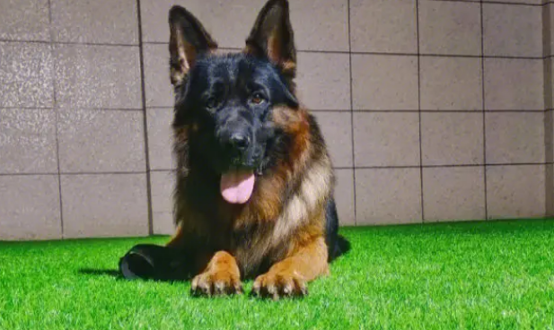 德国牧羊犬疾病？有哪些？