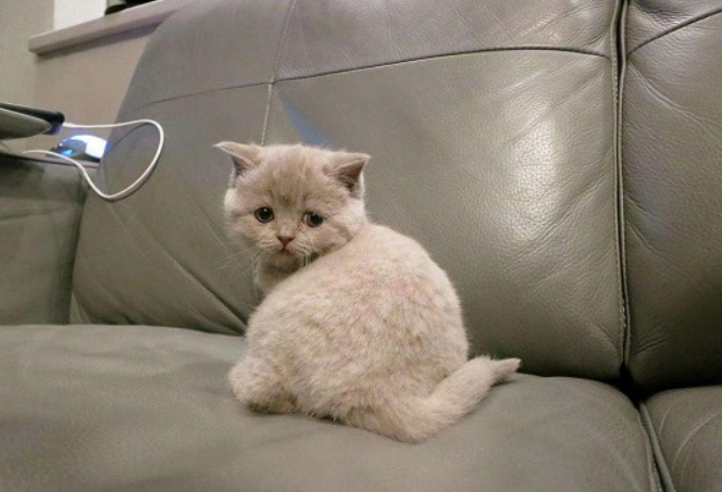 丁香色英短值钱吗?这种颜色的猫很稀有的哦! 丁香色英短值钱吗?这种颜色的猫很稀有的哦!
