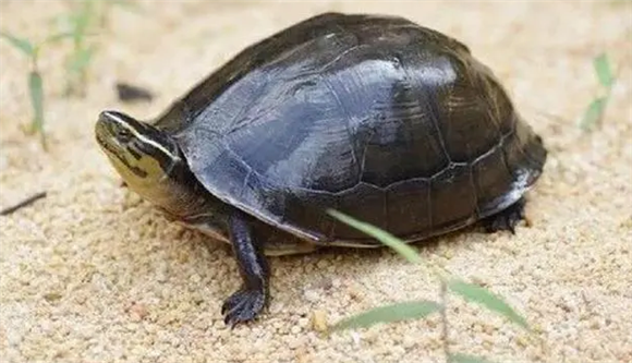 安布闭壳龟吃什么水果蔬菜,养龟人值得收藏