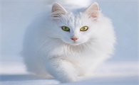 养宠小知识:猫中暑症状有哪些?
