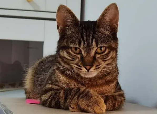 狸花猫为什么叫小老虎?来这里看看吧