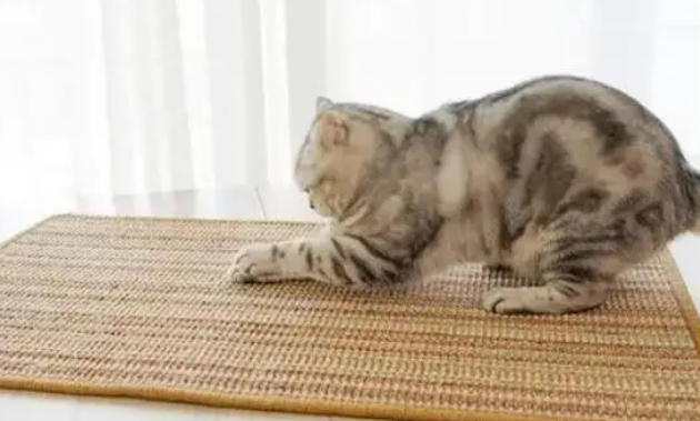 怎么让猫挠猫抓板 怎么让猫挠猫抓板