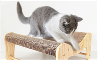 猫抓板放在哪里比较好