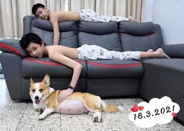 柯基跟小主人一起长大，经过4年后，身材瞬间抽高！