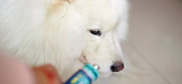 营养膏什么牌子好 营养膏什么牌子好
