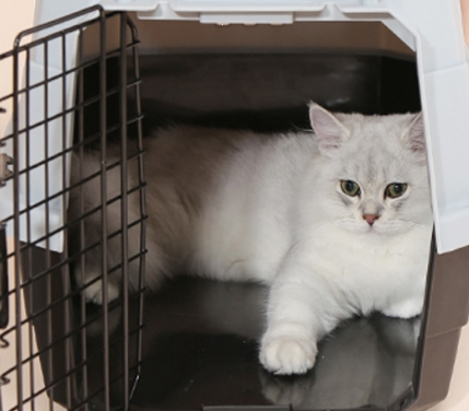 航空箱猫咪多少钱