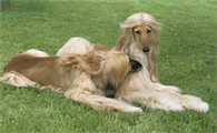 饲养阿富汗猎犬要注意什么？具体看这里！
