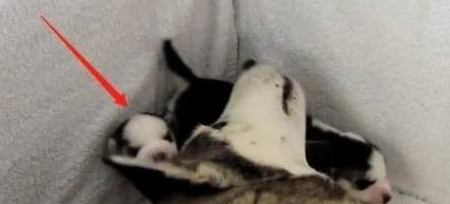二哈生了太多孩子,不想喂奶还把小狗当枕头,怪不得二哈都这么傻 二哈生了太多孩子,不想喂奶还把小狗当枕头,怪不得二哈都这么傻