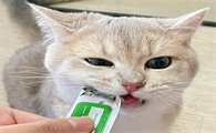 猫为什么喜欢猫条
