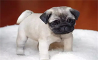 为什么巴哥犬刚开始养就后悔?一文告诉你!