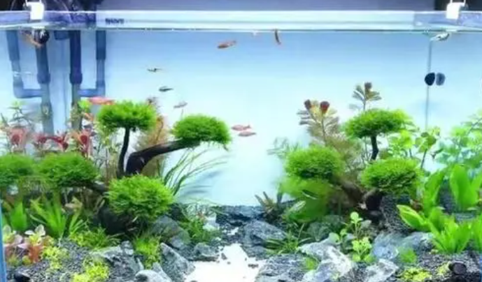 新手水草缸养什么水草