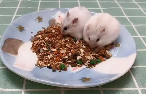什么叫仓鼠粮 什么叫仓鼠粮