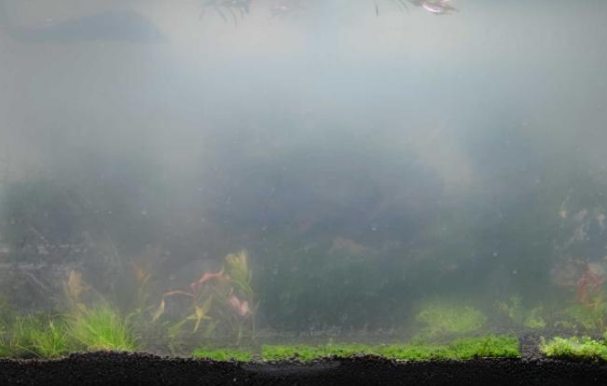 鱼缸水浑浊雾蒙蒙怎么处理