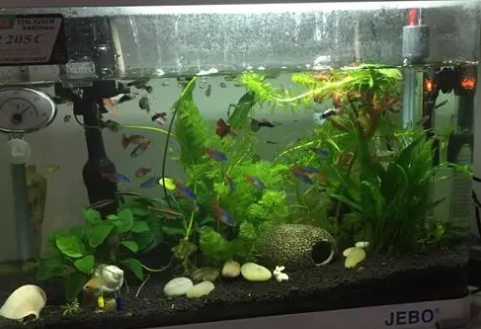 下过滤鱼缸能养水草吗