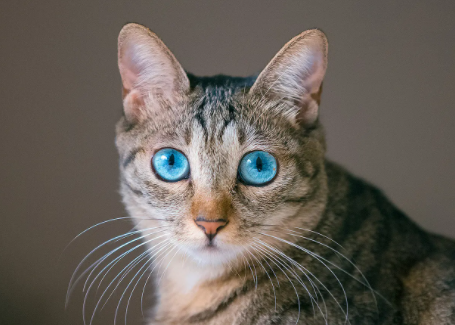 猫咪可以不做绝育吗？不懂的朋友来看看～