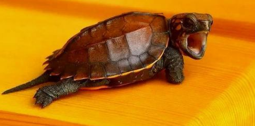 锯缘龟怕人怎么办?可以采取哪些措施? 锯缘龟怕人怎么办?可以采取哪些措施?