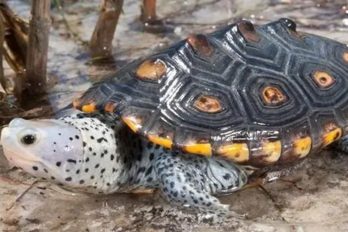 一文告诉你,佛罗里达东部钻纹龟饲养环境是什么?