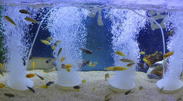 鱼缸增氧泵能停吗 鱼缸增氧泵能停吗