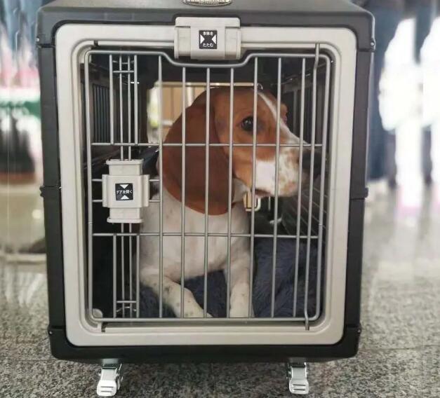 温顺对待漂泊猫：上海TNR方案中的抓捕与绝育进程揭秘