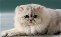 波斯猫眼睛为什么颜色不一样?原因居然是?