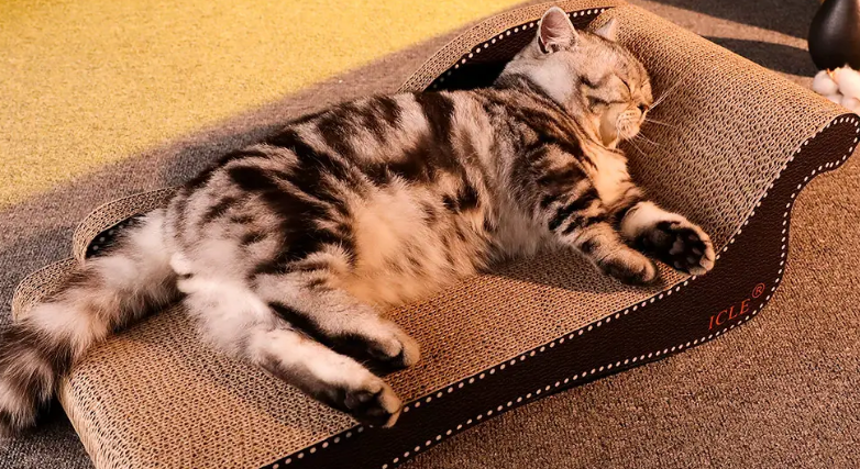 如何教猫用猫抓板 如何教猫用猫抓板