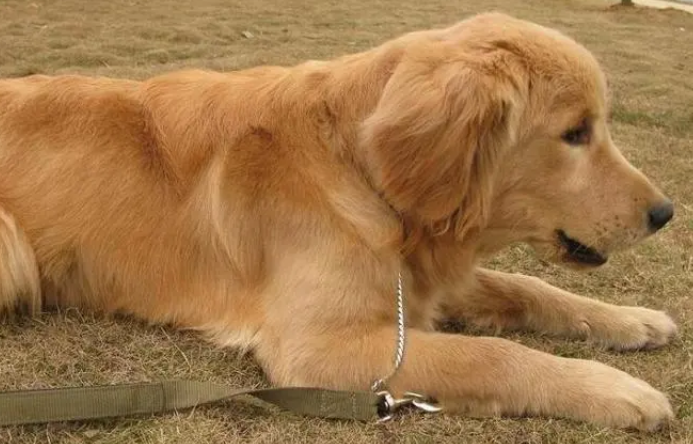 金毛犬听话的表现是什么？来看这里告诉你