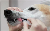 狗狗体内杀虫用什么药