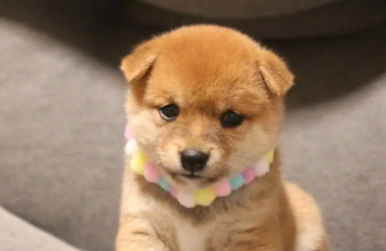 快看:狗狗肚子里有虫怎么办? 快看:狗狗肚子里有虫怎么办?