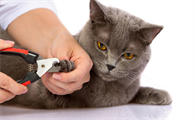 猫咪需要剪指甲吗