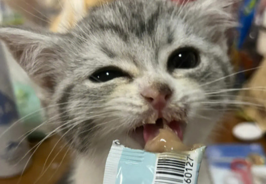 一天吃多少猫条