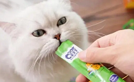 猫条是什么味道