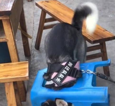 二哈卡在凳子里出不来：瞅啥瞅一点眼力价没有