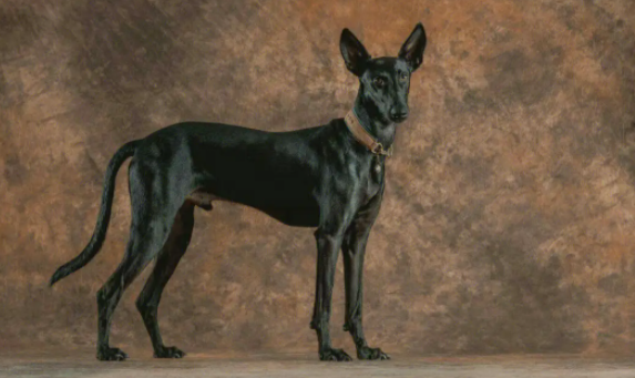 萌宠小知识:如何饲养法老王猎犬幼犬? 萌宠小知识:如何饲养法老王猎犬幼犬?