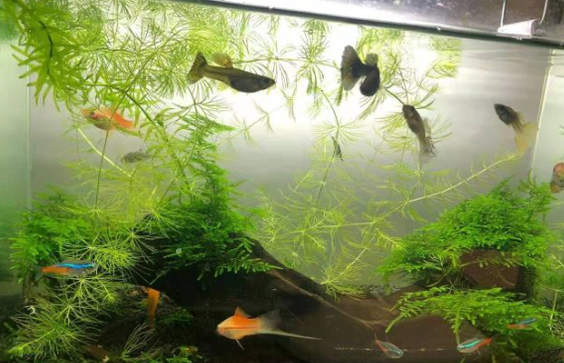 鱼缸水质浑浊用什么药
